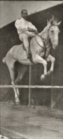 Plate 645 'Pandora' jumping a hurdle, saddled, clearing and landing — figure reference